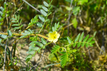 close up of yellow bindii plant plant flower