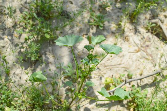 cheeseweed flowers in the forest, natural herbal palnt