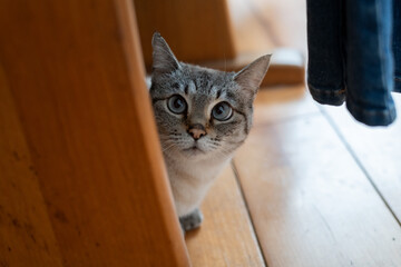 家具の下から見つめる猫　シャムトラ猫