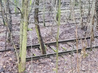Tory starej, opuszczonej bocznicy kolejowej zarośnięte dzisiaj drzewami i krzakami - obrazy, fototapety, plakaty