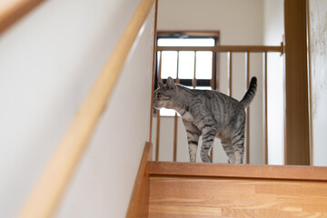 家の中を歩く猫　サバトラ猫