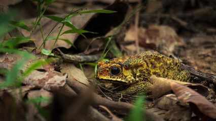 An yellow Asian Common Toad Hiding among dry leaves on the ground