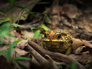 An yellow Asian Common Toad Hiding among dry leaves on the ground and cautiously watching me to photograph