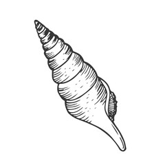 Terebra Dislocata Icon Silhouette Illustration. Seashell Vector Graphic