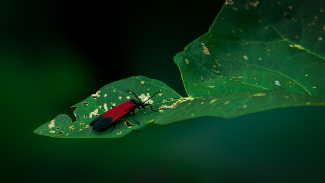 net-winged beetles or lycidae on top of leaf