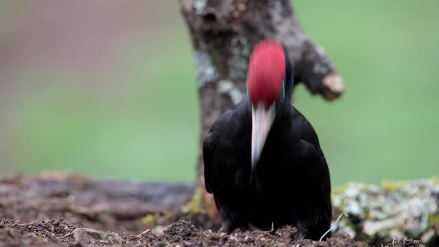 black woodpecker perched on an anthill feeding, dryocopus martius, martius, dryocopus, picidae, piciformes