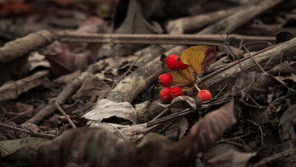 Red Wild Berry on the ground of pile dry leaves