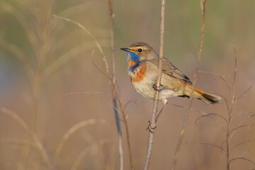 bluehroat on the branch