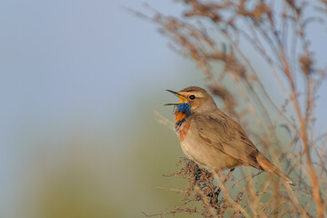 bluehroat living in the field