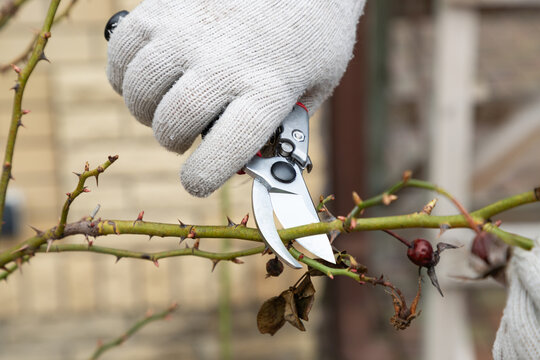 Cutting branches on rosa bush using pruning shears, secateur. Farmers hand prunes and cuts branches of a rosa bush in the garden with handheld pruning shears or secateur in spring or autumn.