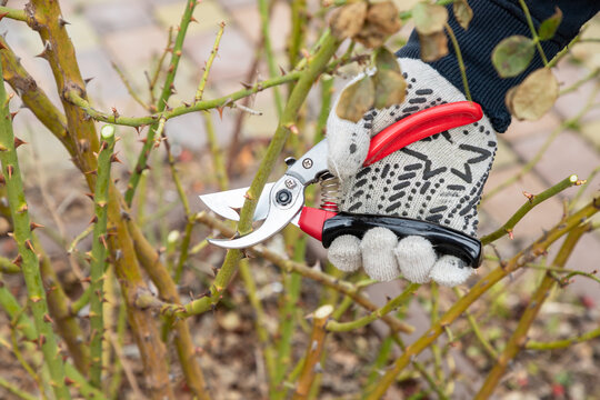 Cutting branches on rosa bush using pruning shears, secateur. Farmers hand prunes and cuts branches of a rosa bush in the garden with handheld pruning shears or secateur in spring or autumn.