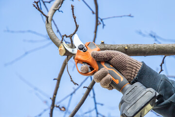 Gardener's hand prunes and cuts branches of a tree in the garden with using electric battery...