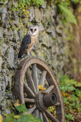 The barn owl perch on the old wooden wheel before a stone wall