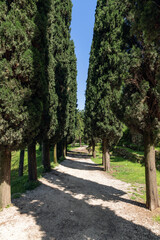 A serene cypress lined gravel path beckons visitors for a tranquil walk under the azure sky, captured in a lush arboretum in Italy