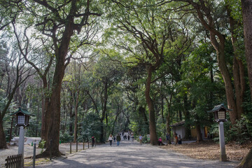 明治神宮の美しい杜の風景