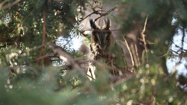 Long eared owl ( Asio otus ) close up	