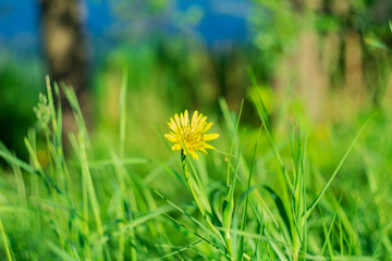 Summer background with yellow flower.
