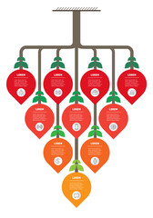 Infographics in the form of clusters of fruits. The sales funnel.