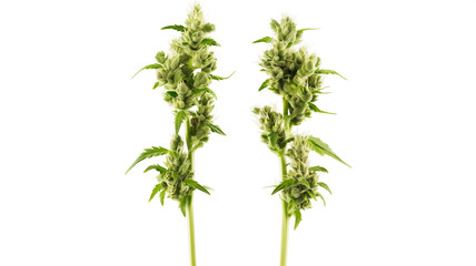 Two stalks of flowering cannabis plants isolated on a white background.