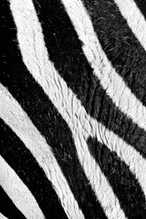 Black and white zebra stripes texture pattern for bakground