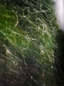 Layers of spider webs stacked in nature 