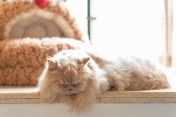 Cute fat buff British longhair cat basking in the sun, yawning and about to fall asleep