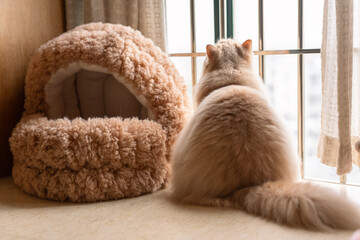 Cute chubby yellow British longhair cat looking intently at the birds outside the window as they...