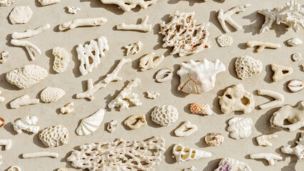 Sea shells, corals, sea stones with sun shadow at sunlight, sea nature banner of different white...