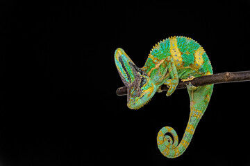 Cute funny chameleon - Chamaeleo calyptratus on a branch - 790647516
