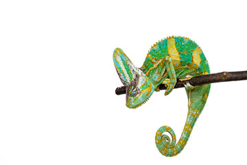 Cute funny chameleon - Chamaeleo calyptratus on a branch - 790647589