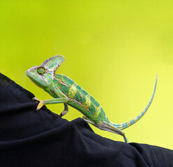 Cute funny chameleon - Chamaeleo calyptratus on a branch - 790647756