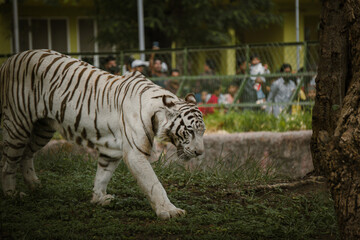 white bengal tiger