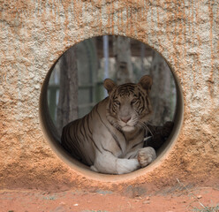Tiger resting in a Tunnel