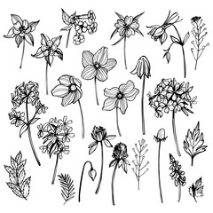 Wild herbs and flowers.  Sketch  illustration.