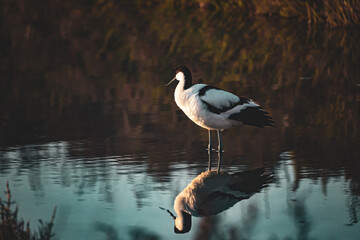Migratory birds in the water