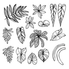 Tropical leaves.  Sketch  illustration.