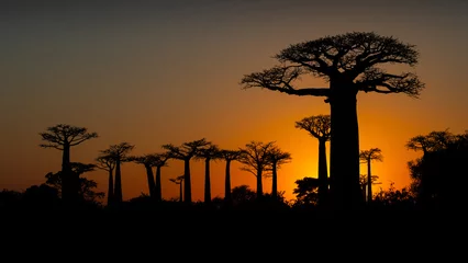 Foto op Canvas Avenue of the Baobabs, Madagascar © Ken Griffiths