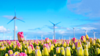 A vibrant field of tulips stretches into the horizon, with iconic windmills standing tall in the...