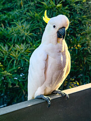 White Cockatoo. Parrots of  Australia.