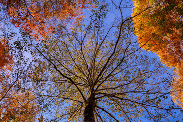 紅葉に囲まれた木