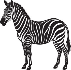 Fototapeta na wymiar Zebra isolated on a white background. Vector illustration for your design
