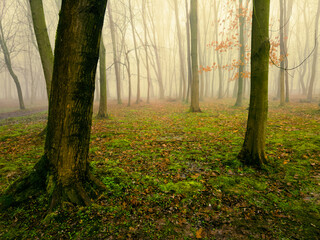 Fairytale forest in the fog in autumn. Morning in the atmospheric woods. Misty landscape. Magical place.