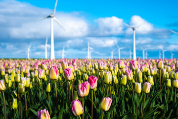 A vibrant field of pink and yellow tulips stretches as far as the eye can see, with traditional...