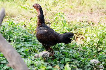 Chickens find food to eat on the ground.
