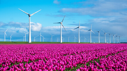 A vibrant field of tulips dances in the wind, with traditional windmills standing tall in the...