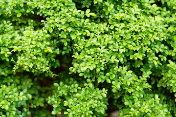 Beautiful green leaves leaf background.