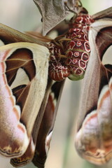 close up of the Attacus atlas butterfly or the Atlas moth, which is in the process of mating