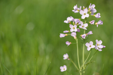 Blooming mayflower (Cardamine pratensis).  Space for your text.