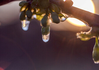 abstract ice, water and plant fragments, cold frosty morning in spring, flower fragments, selective...