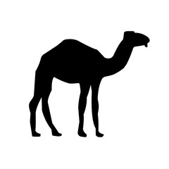 set of camel silhouette vector